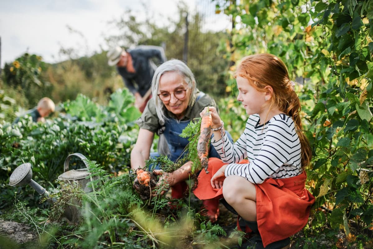Oma en kleindochter oogsten wortels in de moestuin. Opa en kleinzoon werken op de achtergrond.
